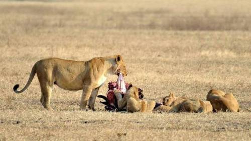 Photo by @worldtourstzThe circle of life in Serengeti National Park. A Lioness and its cubs on a w