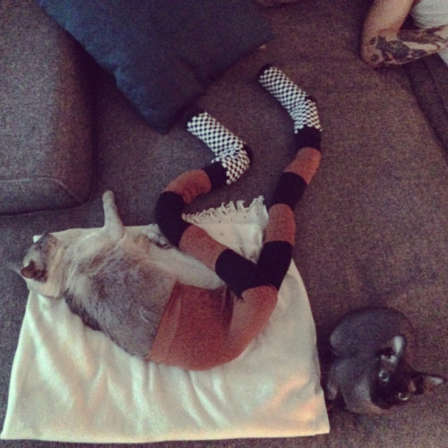 Porn tastefullyoffensive:  Cats Wearing Tights photos