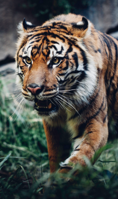 sdzsafaripark:  Dauntless by Paul E.M.  