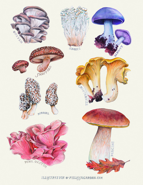 themoonphase:  sapta-loka:  ILLUSTRATED BY MELISSA GARDEN  The Pink Oyster kind of reminds me of the Golgi Apparatus and the Oyster reminds me of the Rough Endoplasmic Reticulum. 
