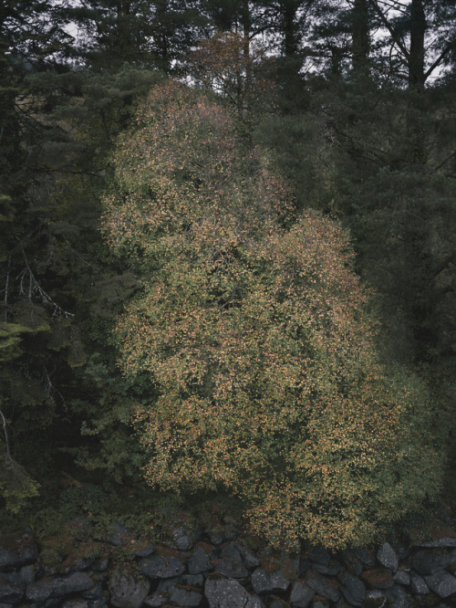 phasesmag: Nolwenn Brodhttp://www.nolwennbrod.com/