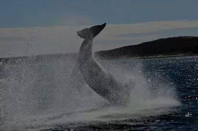 Jazmin Jazmin chasing dolphins. Martín Stauffer 