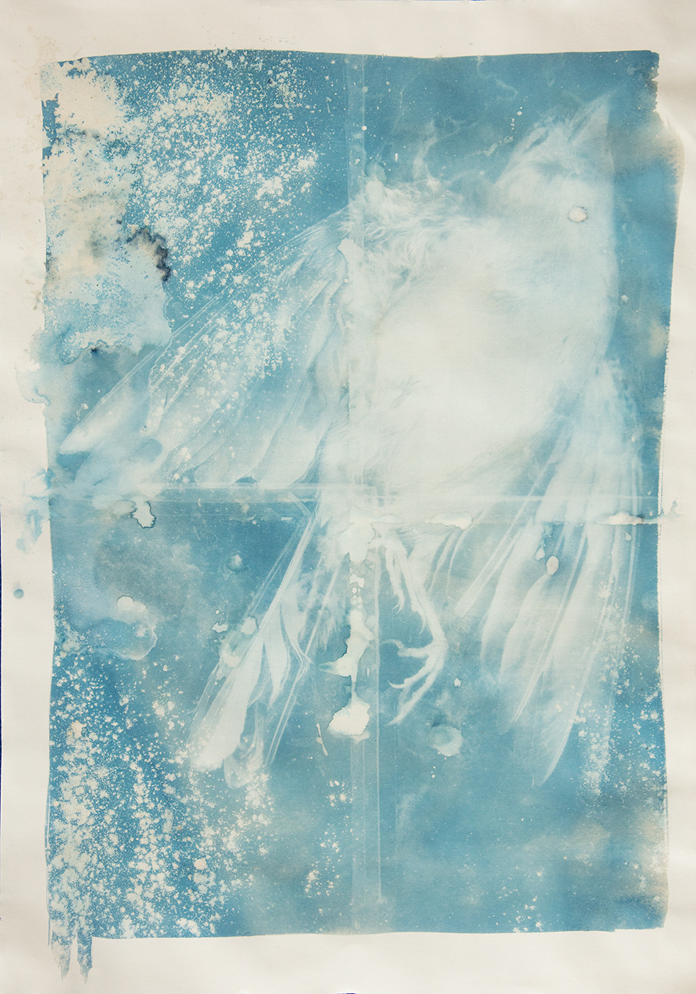 Wet-Cyanotype
Buchfink
“presents from our cats”
Triptychon
A2
2020