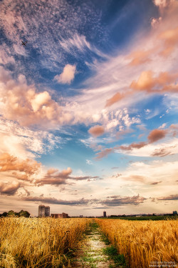 megingjord:  (via 500px / Urban Nature by Salehin Chowdhury) 