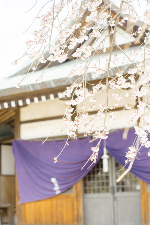 観音神社のしだれ桜