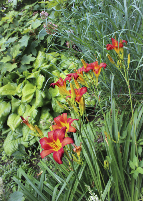 The planting bed along the North side of the home is looking very lush and full of texture and color