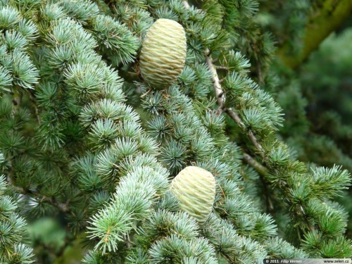 cladinscarlet: Cedar (cedrus libani) Gender: Masculine Planet: Sun Element: Fire Powers: Healing, Pu