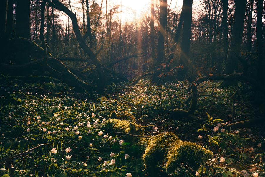 te5seract:Flowers on the ground &amp; Flowers on the Ground II by  HatCat Photography