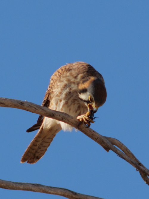 ajaxbird: she gots a bug. why bug? why would you taste like that?