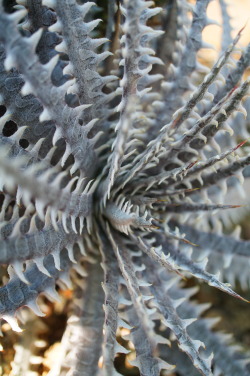  dyckia (by flora-file) 