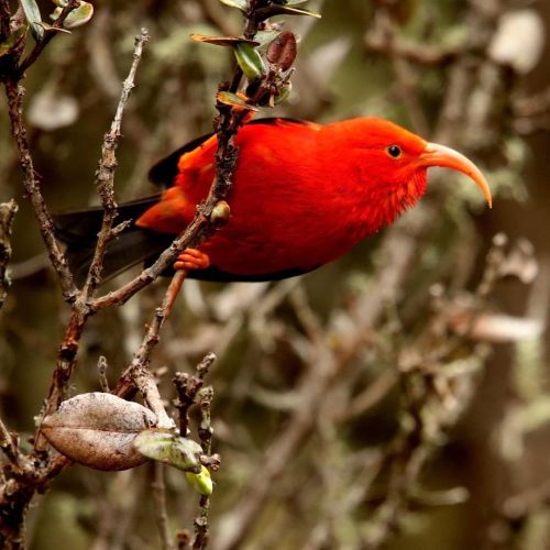 amnhnyc:Meet the ʻIʻiwi (Drepanis coccinea)! It lives in tropical forests across the Hawaiian island