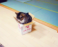 piglet-lifts:  -everdeen:  A box and Maru [x]  I need a Scottish fold in my life. They are so derpy and cute.Kay I’ll stop spamming you all now.