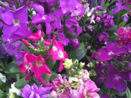 kinomatika:  Went to a nursery today p:  Bonus points if you can name every variety!