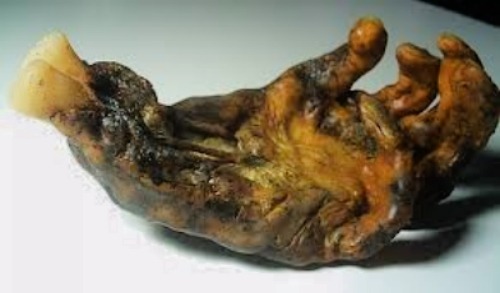 unexplained-events:A Hand of Glory was supposedly the carefully prepared and “pickled” right hand of