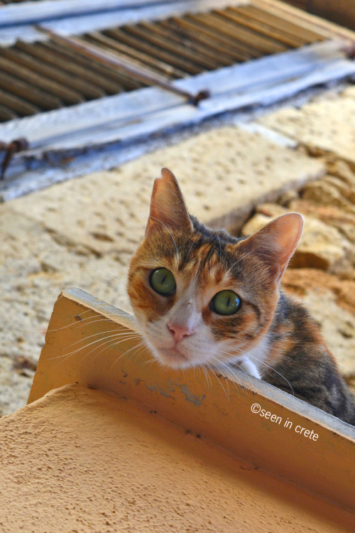 Cat, Rethymno