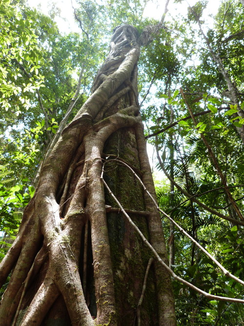 Rainforest at Paluma, Townsville. Queensland Photographer: Melanie Wood