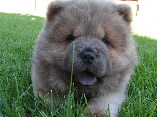 mydrunkkitchen:  cutefurrythings:  Chow Chow porn pictures