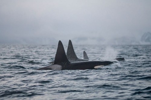 Fintastic Day with an Orca Calf. To read this story (and more!), follow the link in our bio.⠀⠀⠀ Phot