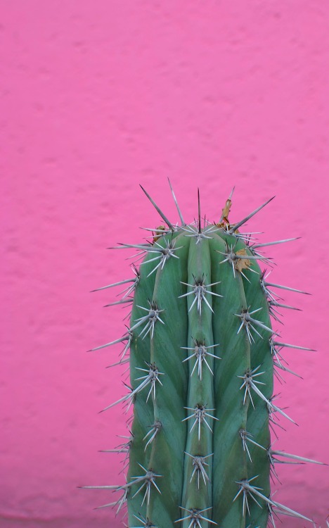 desixlb:  hello august. at casa gilardi, tacubaya, ciudad de mexico, d.f. architect:  luis barragan © desixlb 2014 