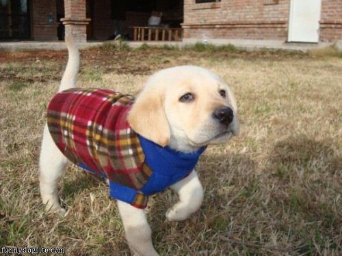 cuteness-daily: Because everyone needs more cute puppies with outfits on their dash. :)