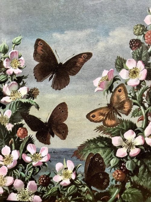 pagewoman: Hedge Brown, Meadow Brown and Ringlet Butterflies and Emperor Moth ❀  Ladybird Nature Cor