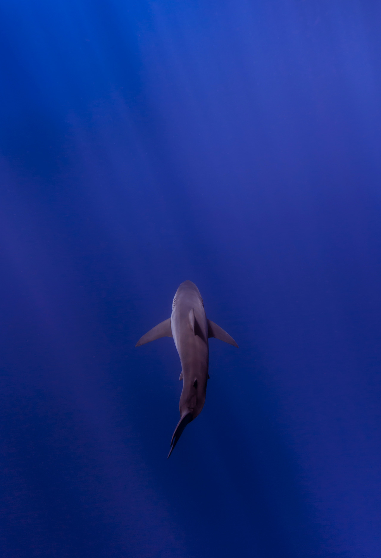 ohdeepblue:shark