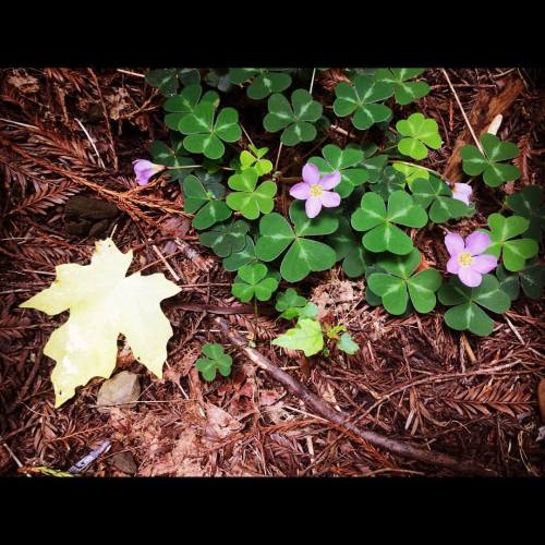 #forestart #nature  (at Frank and Bess Smithe Redwood Grove)