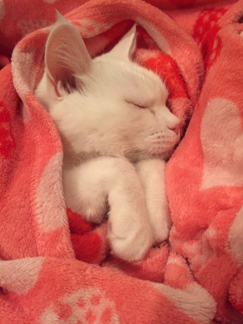 pinkandinked: Sleepy kitty
