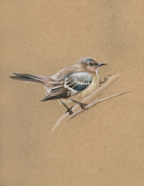 Mockingbird Prismacolor