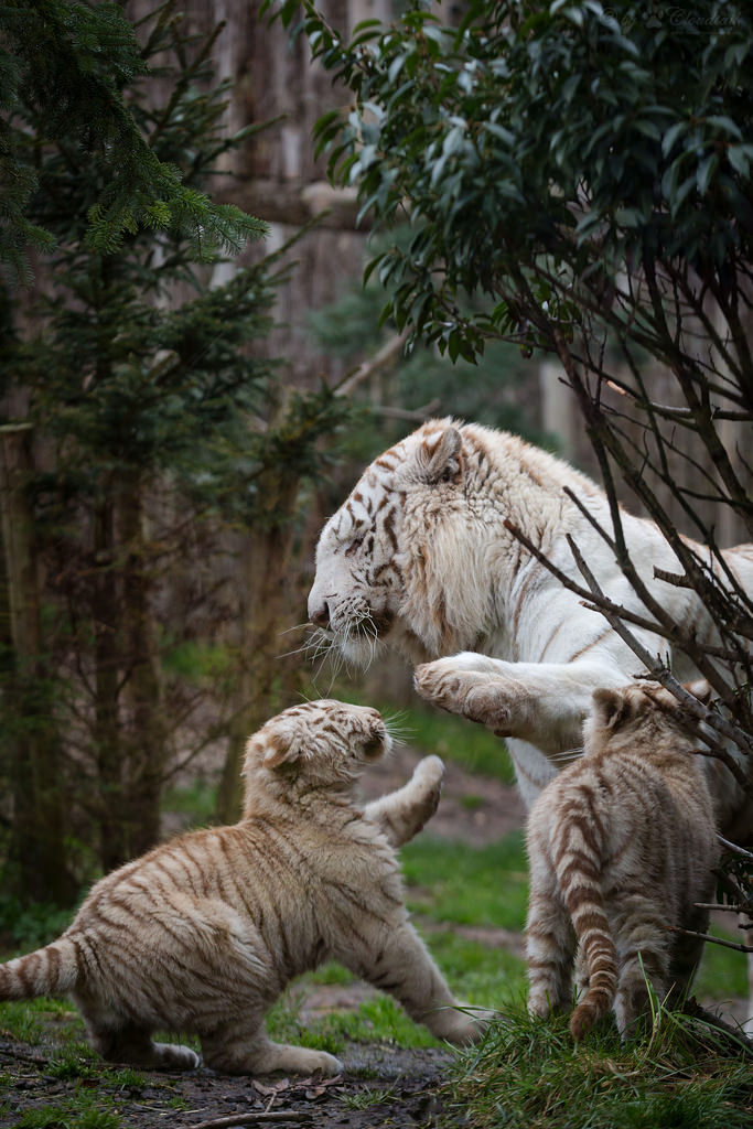 phototoartguy:  Give me five by Cloudtail on Flickr ☛ http://flic.kr/p/tC3SkN