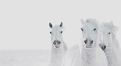 vixielefox:  Daenerys Targaryen + modern aesthetic  I am no ordinary woman. My dreams come true.