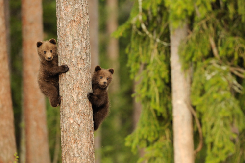 awwww-cute: Baby bears in a tree (Source: http://ift.tt/1LHzmpE)