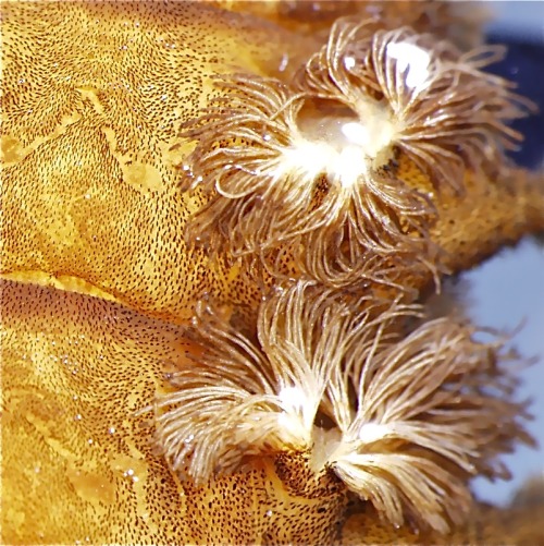 The billowing tracheal gills on a dobsonfly (Megaloptera, Corydalidae, Corydalus).