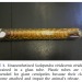 is-the-bug-video-cute:Naughty centipedes get put in the glass tube to atone for their sins