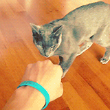 haeface:  Heebum knows who his master is. 