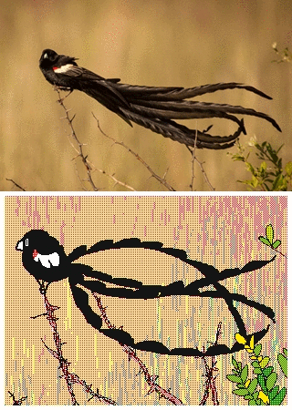 k-eke:  Windy!I have to continue to animate, to share birds with you all &lt;3Thanks