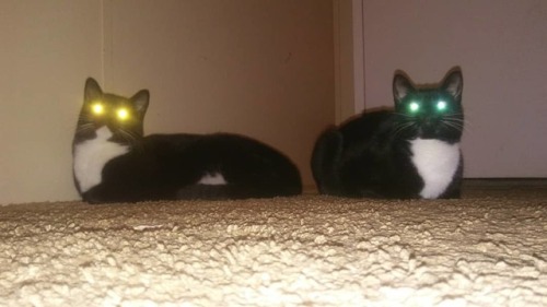 what is it you need my masters? #cute #cats #tuxedocats #Maui #Moana #lol #glowingeyes #tapetumlucid