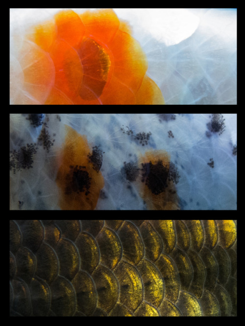 I took some fotos of the scales from my goldfish. so uniqe, every scale &lt;3