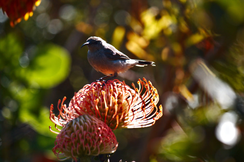 Here&rsquo;s some sunbirds I saw the other day. I usually don&rsquo;t get the chance to be so close 