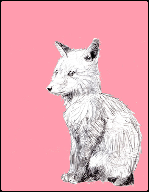 White Fox