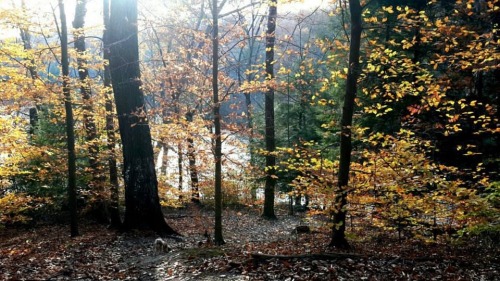 fuxit:  My aunt sent me these from her hike, I miss Ohio during the fall, it’s so beautiful😟🙊 