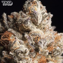 weedporndaily:  Skipping the candy and goin straight for the sherbet 🍧 #s1 #TKO by tko.reserve http://ift.tt/1vqJ16D