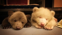 awwww-cute:  Brown bear siblings (X-post