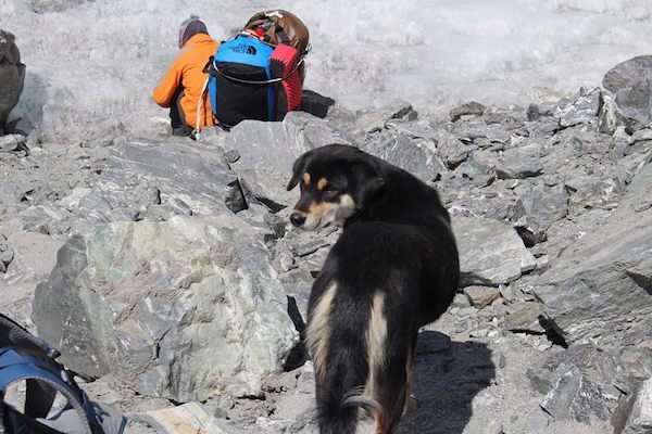 pudknocker:ヒマラヤ登山隊について来た野良犬、そのまま登頂に成功してしまう