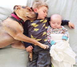 christel-thoughts:mymodernmet:Theo and Beau, the adorable toddler and his loving dog who have achieved viral fame for taking daily naps together, are now joined by their baby sister Evvie for their sweet afternoon siestas.  It was over when her little