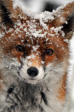 everythingfox: Snow Fox ❄