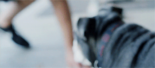 mith-gifs-wrestling:Dean Ambrose goofing around with his dog.