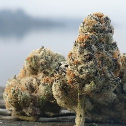 weedporndaily: I love this foggy weather