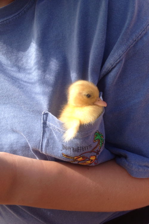plantcreep:  snowycelaena:  one time a duckling fell asleep in my frocket and it was the cutest thing ever  frocket 