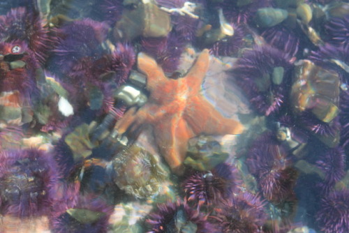 leather star and purple urchins at Mendocino Headlands State Park, CA